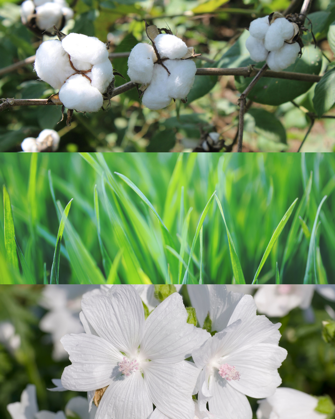 Handgefertigte Duftkerze Cotton Whispers