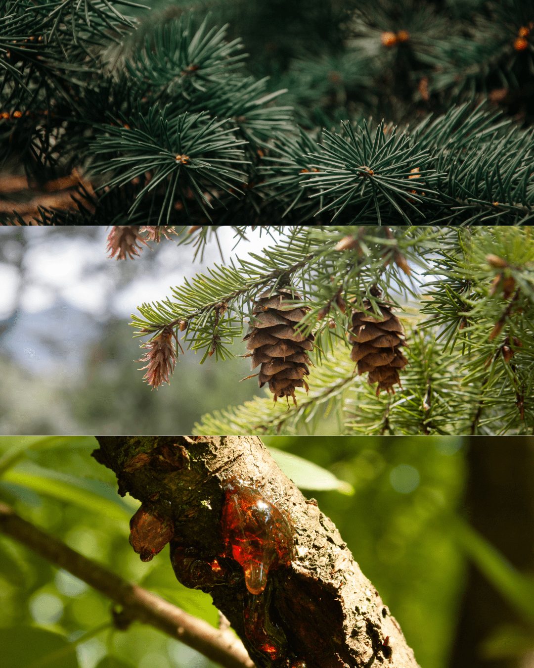 Frosted Pine Scented Handmade Candle