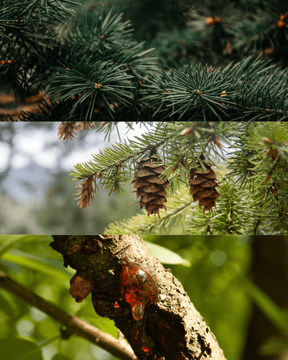 Frosted Pine Scented Handmade Candle