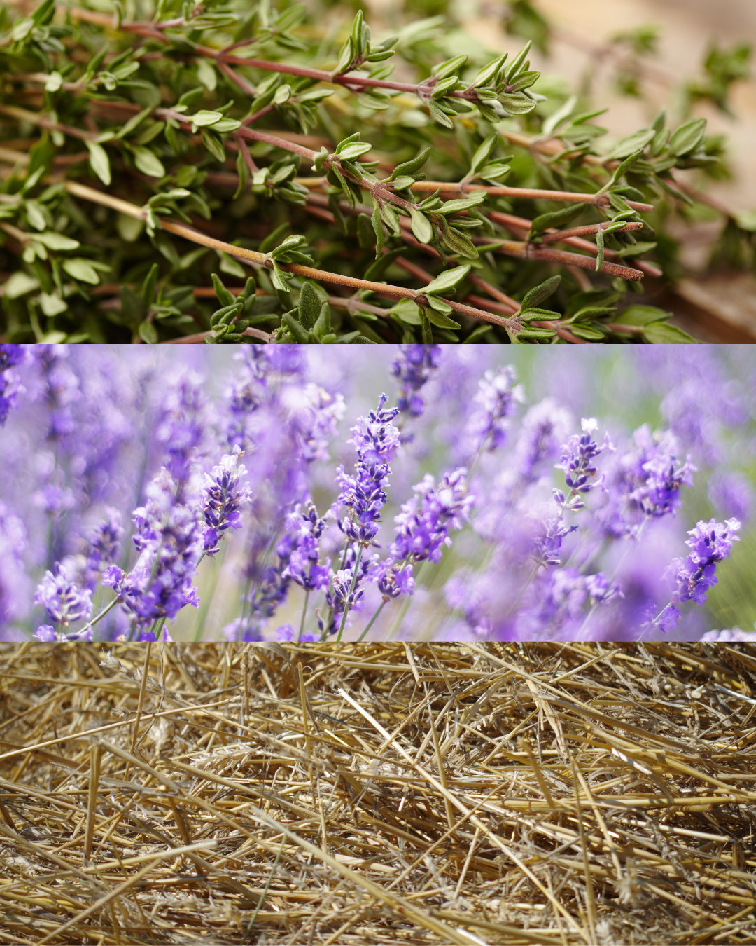 Lavender Fields Scented Handmade Candle